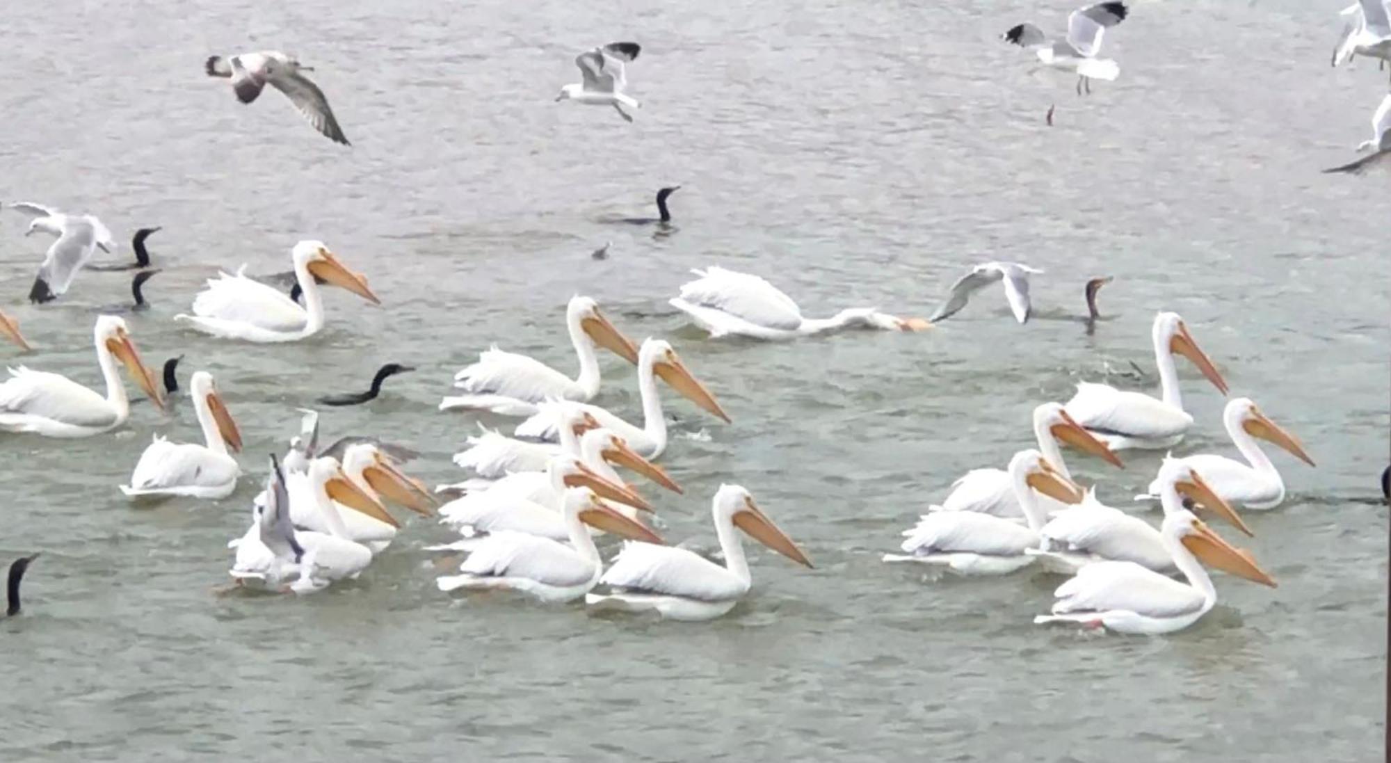 Bluffton Oasis Lake Buchanan מראה חיצוני תמונה